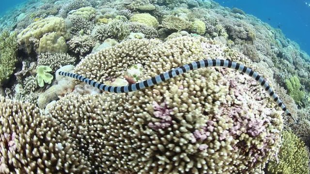 Banded Sea Krait and Coral Reef in Indonesia
