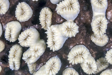  Eusmilia fastigiata, smooth flower coral.