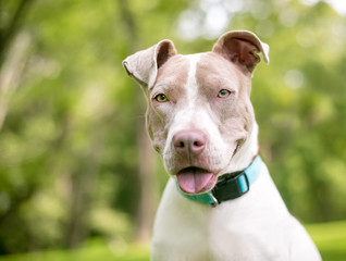 A fawn and white Pit Bull Terrier mixed breed dog with a happy expression