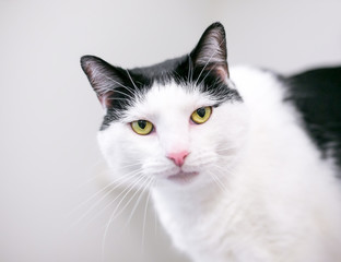 Obraz premium A black and white domestic shorthair cat with yellow eyes