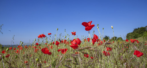 Fototapeta na wymiar Red Poppy Fields