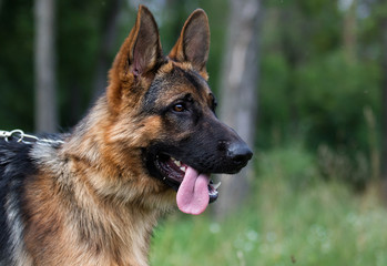 Shepherd dog in the grass
