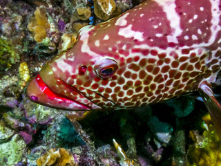  tiger grouper,Mycteroperca tigris