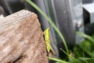 Grasshopper posing for the camera. Close up