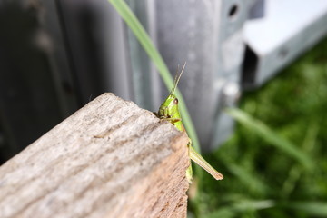 Grasshopper posing for the camera. Close up