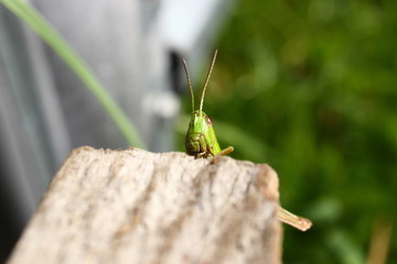 Grasshopper posing for the camera. Close up