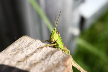 Grasshopper posing for the camera. Close up