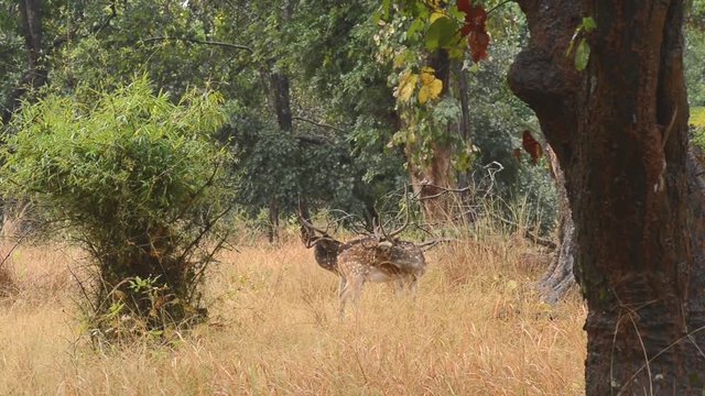 Spotted deer (Axis axis) National Park, India