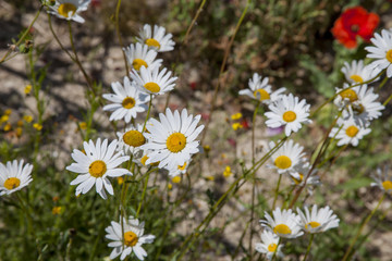 Wild Flower Field