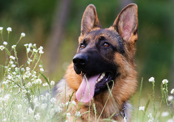 Shepherd dog in the grass