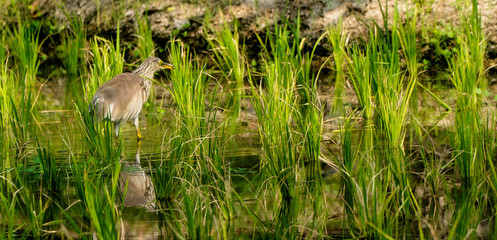 Egret hiding in the marsh