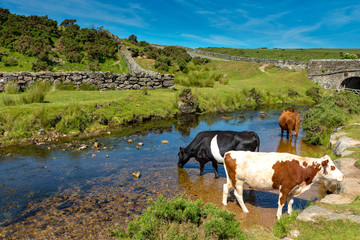 Dartmoor, Devon, England