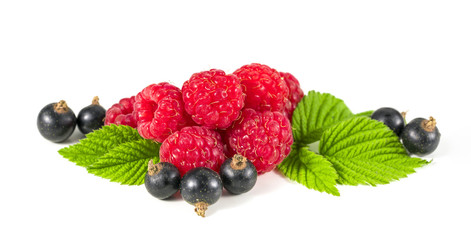 currant and raspberries on white background