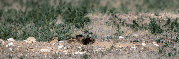 Panorama of three baby Burrowing Owls at their nest burrow in southern Colorado, one tests his wings