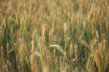 golden barley on the field