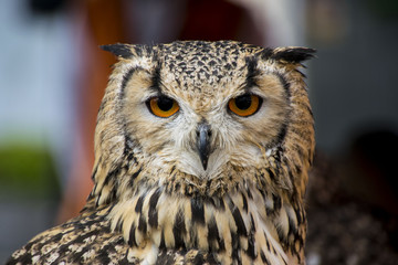 owl, hunter birds at night