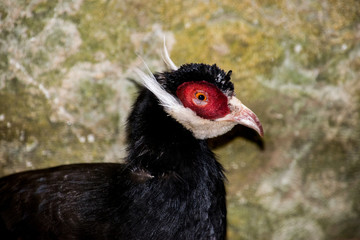 wild animals up close