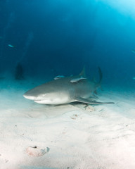 Fototapeta premium Lemon shark