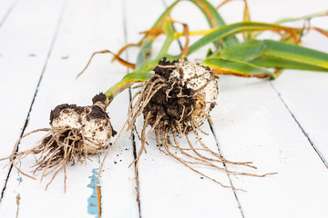 Fresh ripe harvested garlic on a wooden table on outside