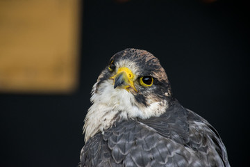 eagle close up