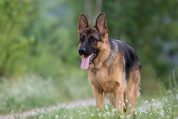 Shepherd dog in the grass