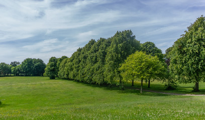 Fototapeta na wymiar Lawns & Trees of a Scottish Park in Summer