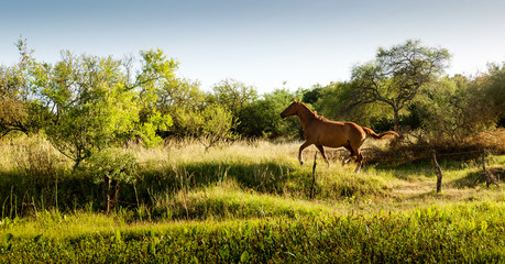 Horse and  cows, and natural field 