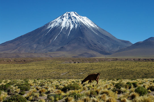 Lama devant le Licancabur - 2