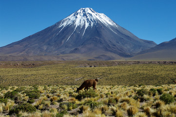 Cône volcanique enneigé sur l'altiplano © Clemence Béhier