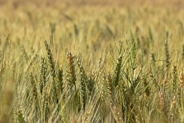 Feld mit Grannen-Weizen