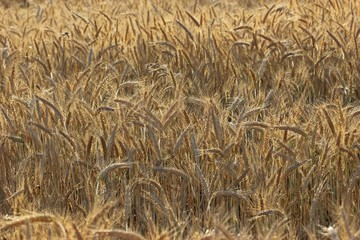 Feld mit Triticale im Juli

