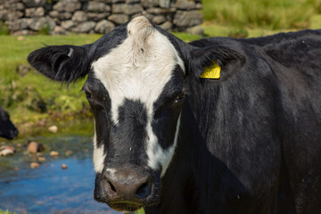 Dartmoor, Devon, England