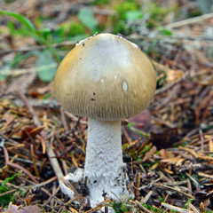 amanita submembranacea