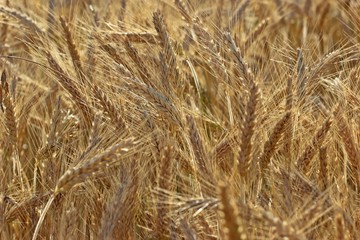 Feld mit Triticale im Juli

