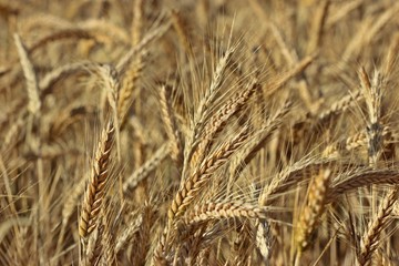 Feld mit Triticale im Juli

