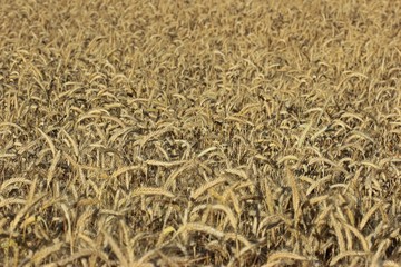 Feld mit Triticale im Juli 
