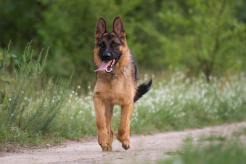 Shepherd dog in the grass