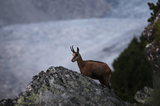 Le chevreuil haut perch&eacute;
