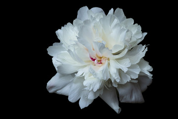 The blossoming peony of white color with a set of petals of any form isolated on a black background.