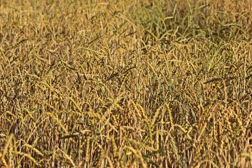 Dinkel (Triticum aestivum subsp. spelta) 

