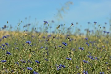 Kornblumen (Centaurea cyanus) mit Biene am Feldrand 