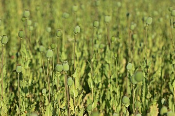 Schlafmohnkapseln (Papaver somniferum) 
