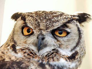 owl, hunter birds at night