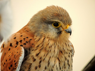 eagle up close