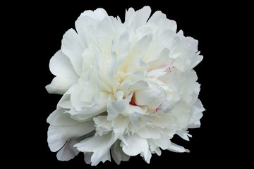 Large white flower – the decorative peony with petals of irregular shape isolated on a black background.