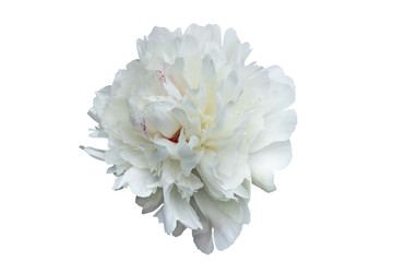 The big peony of white color with petals of any form isolated on a white background.