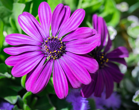 Flowering deep purple osteospermum close-up.
