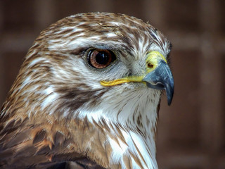 eagle close up