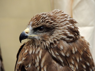 eagle close up