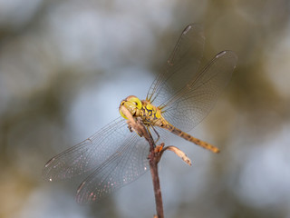 Dragonfly photographed in their natural environment.